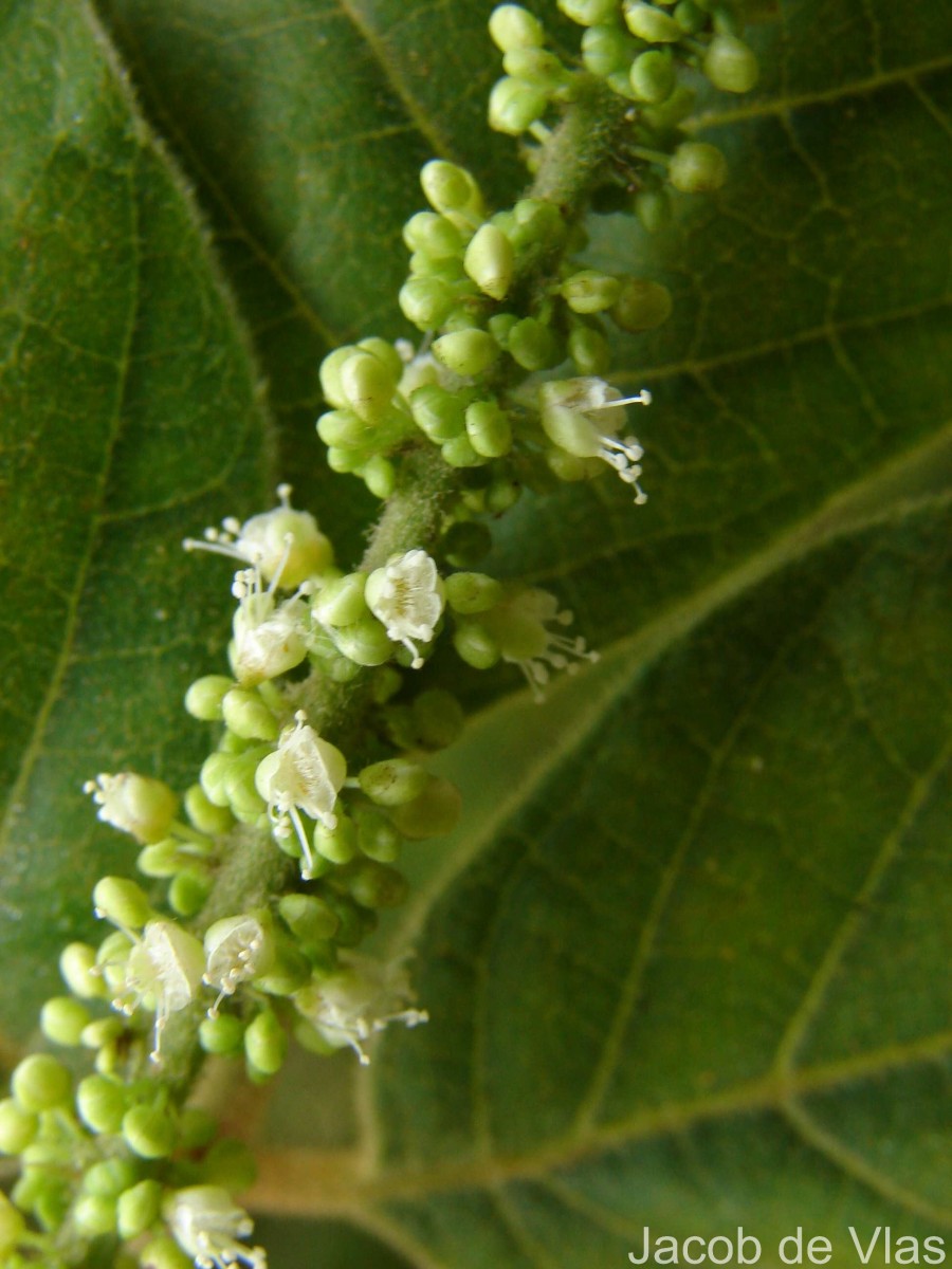 Allophylus cobbe (L.) Forsyth f.